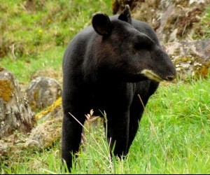 Mountain Tapir Source Flickr.com